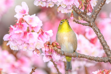 Japanese zosterops white-eye close up portrait in a branch of a blooming cherry tree
