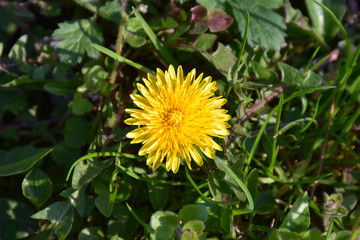 Yellow dandelion flower in sunlight with green background