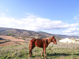 Fototapeta na wymiar Photograph of a Spanish horse grazing in the field