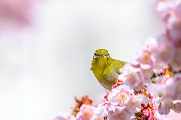 Japanese zosterops white-eye close up portrait in a branch of a blooming cherry tree