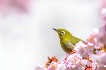 Japanese zosterops white-eye close up portrait in a branch of a blooming cherry tree