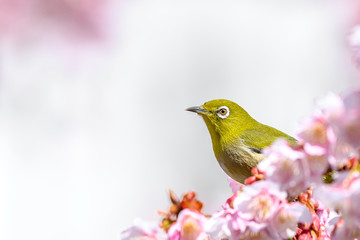 Japanese zosterops white-eye close up portrait in a branch of a blooming cherry tree