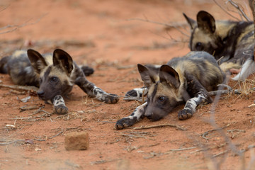 African wild dog puppy in the wilderness of Africa, wild dog pup