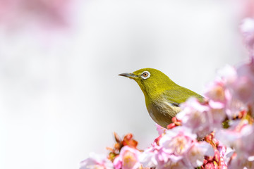 Japanese zosterops white-eye close up portrait in a branch of a blooming cherry tree