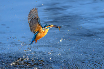 flying kingfisher
