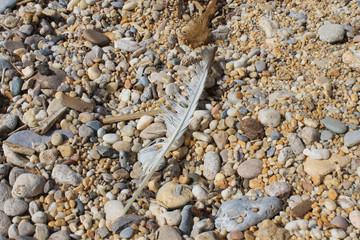 Background of a stony beach and a seagull feather