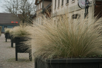 The town ornamental greenery design in spring. Decorative grass tuft growing in the wooden flower...