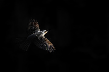 flying brown eared bulbul with dark background