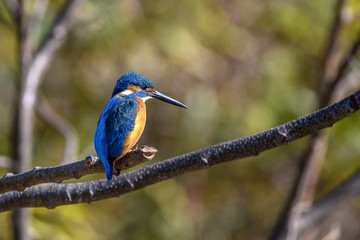 kingfisher standing on a branch