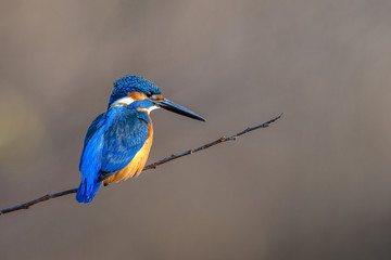 kingfisher standing on a branch