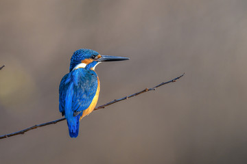 kingfisher standing on a branch