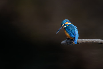 kingfisher standing on a branch