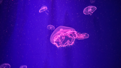 Psycho jellyfish