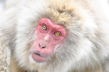 angry japanese macaque (snow monkey) close up portrait