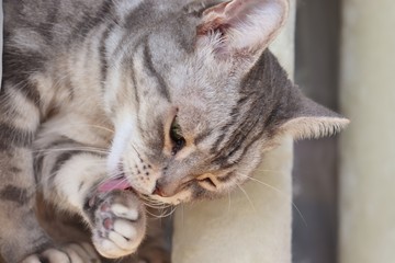肉球を手入れする猫アメリカンショートヘアー