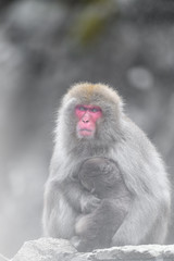 japanese macaque (snow monkey) mother cuddling with baby portrait
