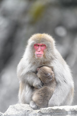 japanese macaque (snow monkey) mother cuddling with baby portrait