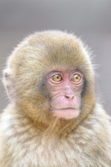 young japanese macaque (snow monkey) close up portrait