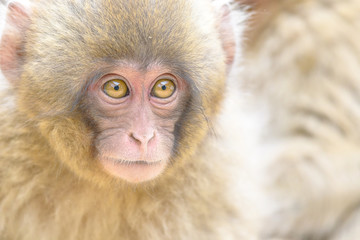 young japanese macaque (snow monkey) close up portrait