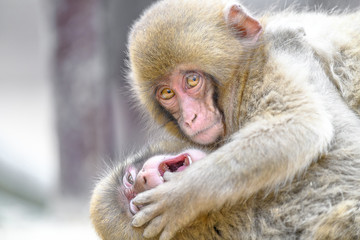 two young japanese macaques (snow monkey) fighting and playing together close up portrait