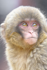 young japanese macaque (snow monkey) close up portrait