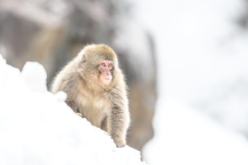 young japanese macaque (snow monkey) portrait