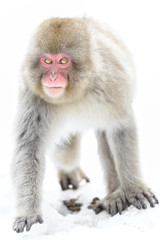 young japanese macaque (snow monkey) portrait