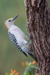 Golden fronted woodpecker backyard feeder