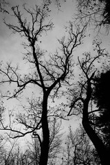 B&W Trees Silhouette