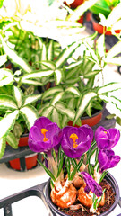 Obraz premium Crocus flower at flower shop Busan Korea