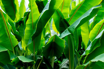 A closeup view of banana leaves