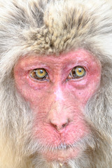 japanese macaque (snow monkey) close up portrait