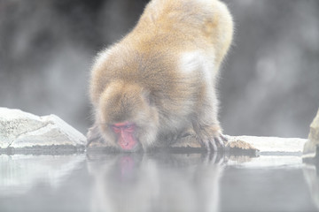japanese macaque drinking water with mirror reflexion(snow monkey) portrait