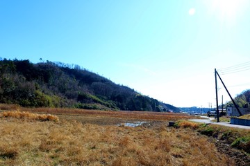 田舎　冬　道　田んぼ　杤木　風景