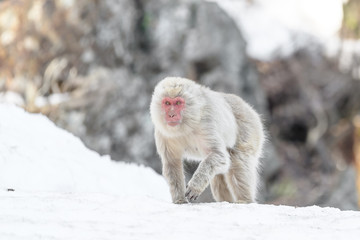 japanese macaque walking on the snow (snow monkey) portrait
