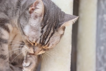 のんびりとくつろぐ猫アメリカンショートヘアー