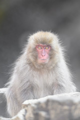 japanese macaque (snow monkey) portrait