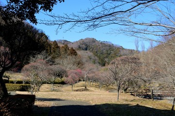 冬の梅林　青空　道　風景　公園　杤木