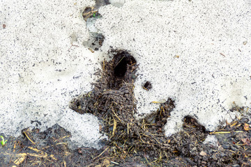 last year's grass with traces of burrows of field rodents after snow melted in spring, selective focus