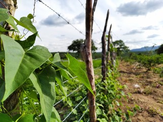 vineyard in france