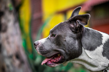 Perf&iacute;l de Romeo