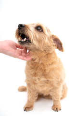撫でられているノーフォークテリア犬