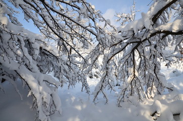 A plot of winter garden with lots of snow.
