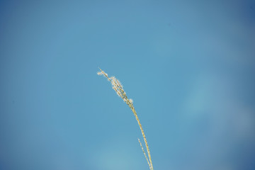 grass and blue sky