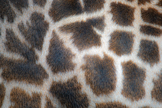 Close up of the side of a giraffe creates a fill frame pattern of spots, great background image.