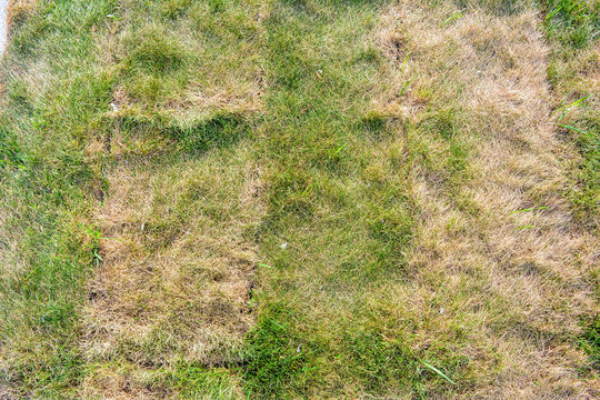 Texture of dying lawn with healthy green grass and dead dry grass