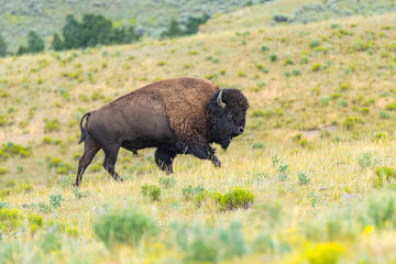 Bison in open grassland.