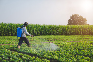 Farmers inject fertilizer into vegetable fields. In the evening when the sun sets, choose your...
