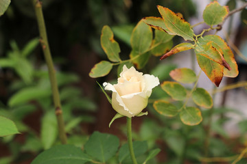 Fototapeta na wymiar small white rose in garden