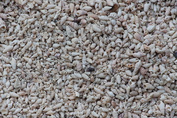 small shells close up